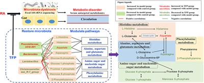 Traditional Tibetan Medicine Twenty-Five Wei’er Tea Pills Ameliorate Rheumatoid Arthritis Based on Chemical Crosstalk Between Gut Microbiota and the Host